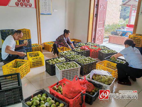 隴城鎮(zhèn) 爭種甜甜果 豐收有 錢 景